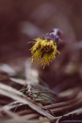 gelbe Blumen im Wald, zarte Farben