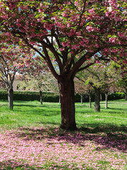 arbre en fleurs