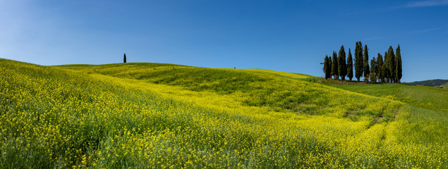 Tuscany spring, rolling hills on spring . Rural landscape. Green fields and farmlands. Italy, Europe - obrazy, fototapety, plakaty