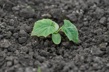 cucumber grows in the garden