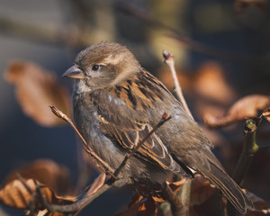 sparrow on a branch