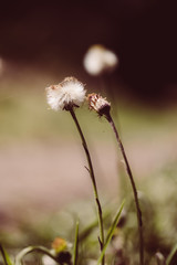 Löwenzahnpflanze, Pusteblume im Gegenlicht