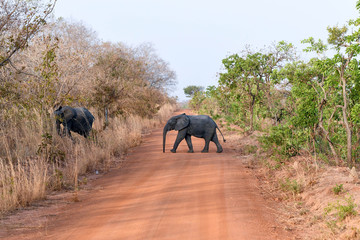Fototapeta na wymiar Elephant in Nazing national park in Burkina Faso