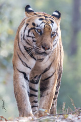 Fototapeta na wymiar Tigre de Bengala caminando por la selva