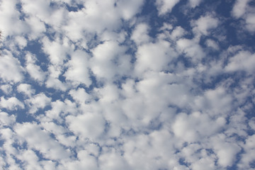 Cotton Ball Clouds in the Blue Sky