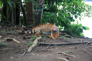 iguana on the rock