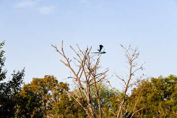Multi colored bird flying off a branch in Nazinga national park