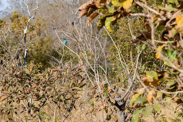 Multi colored bird sitting on a branch in Nazinga national park