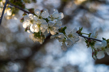 Blossoming cherry branch with blur