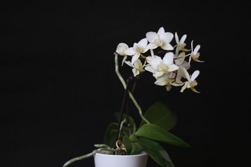 orchidea © MimmoDonghiaPhotoVid
