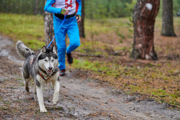 Canicross dog mushing race