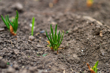 Sprouts of onions sprouted in the ground I sunny spring day