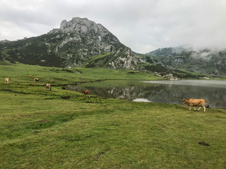 Fototapeta na wymiar los lagos de covadonga en asturias un dia con nubes bajas 