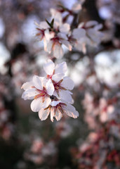 Slective focus of nice almond flowers branch.Pink Almond blossom flowers in a bright day with a blue sky spring day. Copy space.