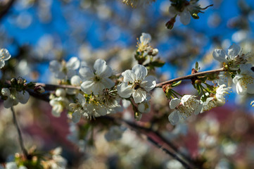 A branch of a blossoming cherry with blur.