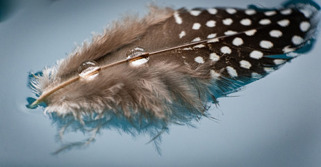 Vogelfeder