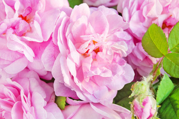 Beautiful Pink Rose flowers bunch closeup background