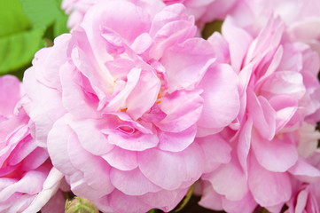 Beautiful Pink Rose flowers bunch closeup background