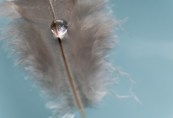 Feder mit Tropfen