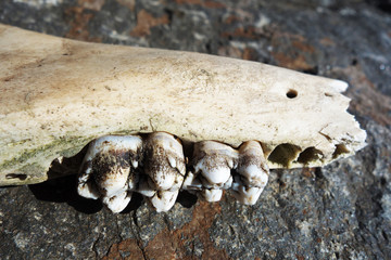 Teeth on a broken and bare jaw animal