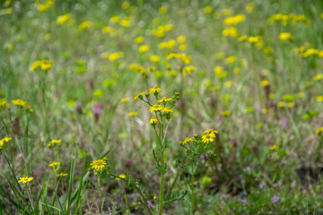 Field of beautiful Dahlberg daisy, meadow with wild flowers and green grass. Yellow blurred bokeh background, seasonal flora