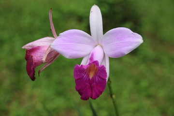 rosefarbene Orchidee Tortuguero Nationalpark Costa Rica