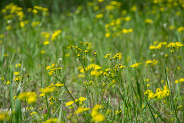 Field of beautiful Dahlberg daisy, meadow with wild flowers and green grass. Yellow blurred bokeh background, seasonal flora