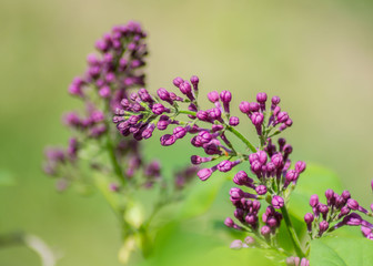 Obraz premium Close-up of purple lilac flower in bloom, blossoms in spring season, macro nature outdoors, seasonal, green background
