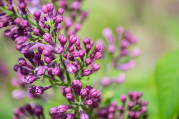 Close-up of purple lilac flower in bloom, blossoms in spring season, macro nature outdoors, seasonal, green background