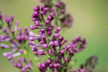 Close-up of purple lilac flower in bloom, blossoms in spring season, macro nature outdoors, seasonal, green background