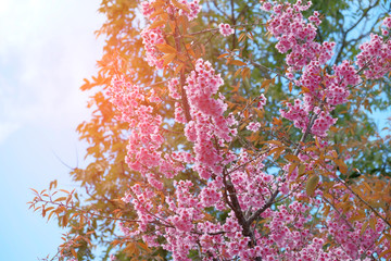 Against the orange sky and sunlight, pink Phaya Sua Krong flowers blossom.