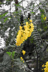 yellow flowers on a tree