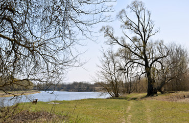 Nature, green grass, river and dog.