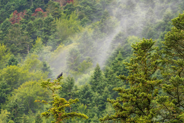 Le cri du grand corbeau à la cime d'un arbre, Vercors, France