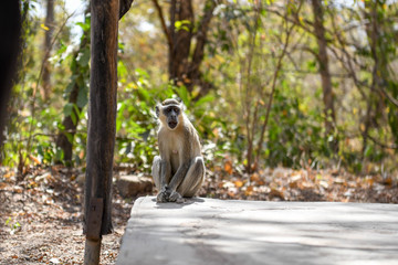 A monkey sits on the floor in Nazinga National Park