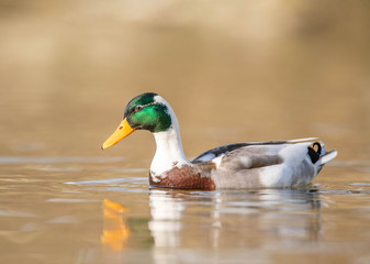 Male mallard wild duck