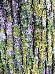 tree bark background