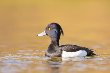 Tufted Duck