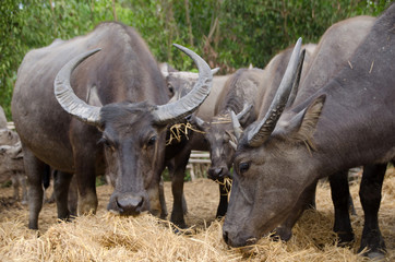 Obraz premium Water buffaloes are eating straw in the stall,Songkhla, Tailand