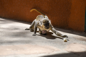 A monkey is eating bread with a baby attached to her belly in Nazinga National Park