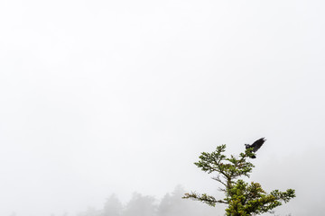 Atterrissage du grand corbeau à la cime d'un sapin, Vercors, France