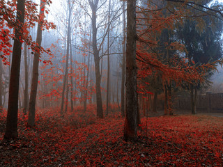 Misty forest in red colors in the morning
