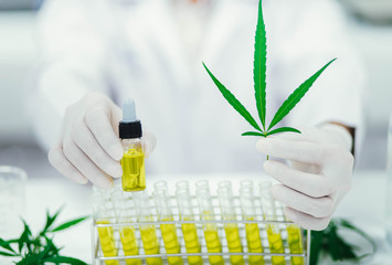 scientist in laboratory showing cbd oil extracted from a marijuana plant and cannabis leaves. Healthcare pharmacy from medical cannabis.
