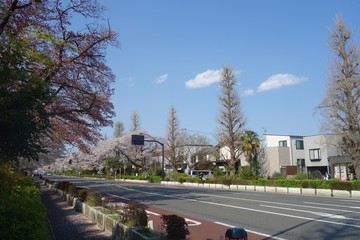 Naklejka premium 桜の咲く大学通り