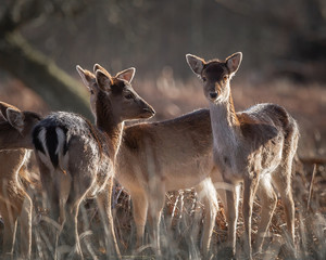 deer in the grass