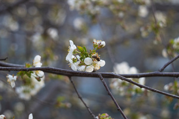 A bee collects pollen on a flowering cherry tree