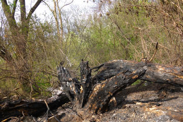 Burnt-out area after a fire in nature