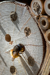 bee hotel