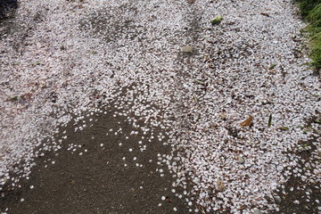 地面に散った桜の花びら