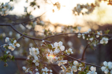 A branch of a blossoming cherry with blur.